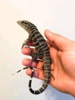 Colombian Gold Tegu For Sale