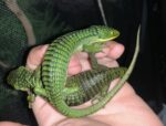 Mexican Alligator Lizard For Sale