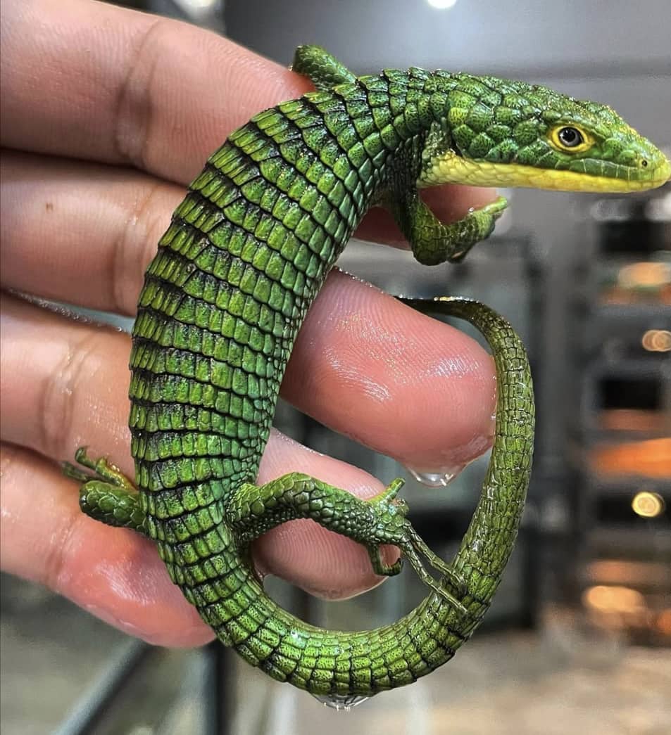 Mexican Alligator Lizard For Sale