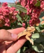 Desert Horned Lizard For Sale