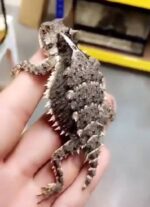 Desert Horned Lizard For Sale