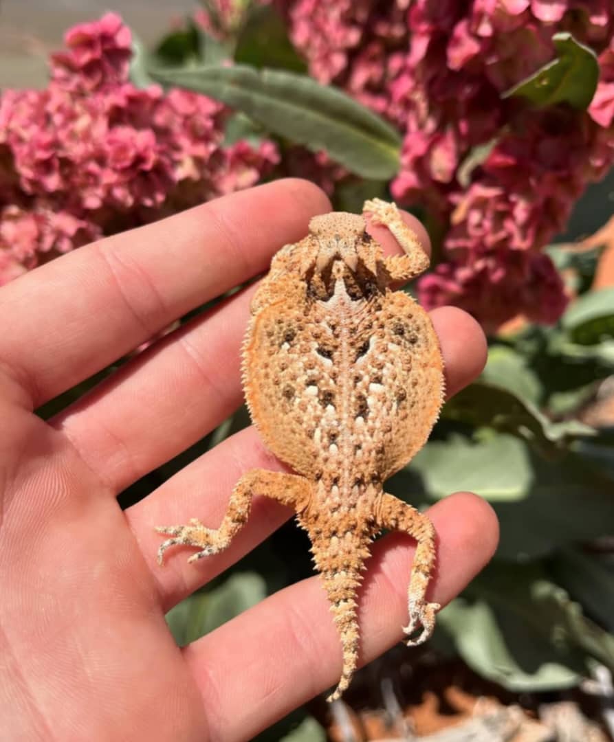 Desert Horned Lizard For Sale (adult)