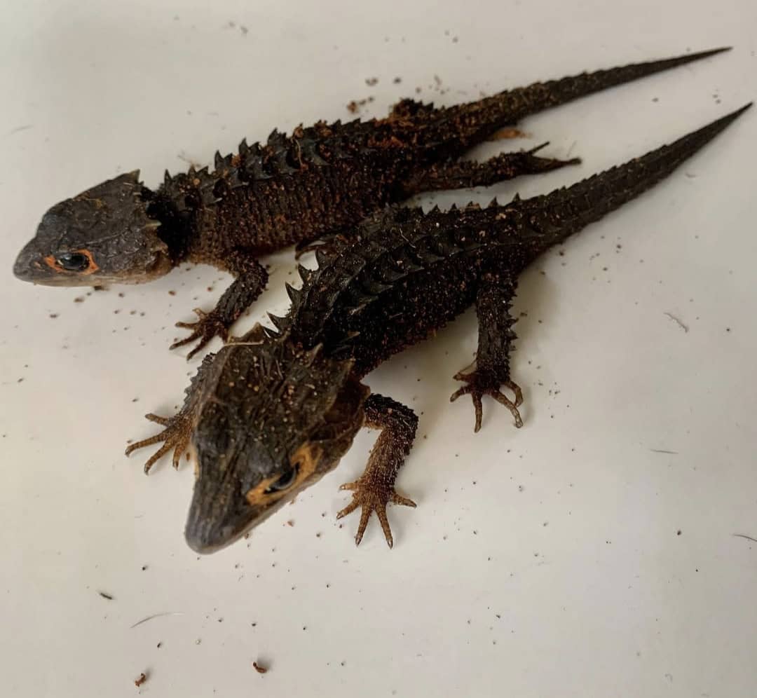 Red Eyed Crocodile Skink For Sale