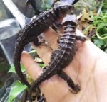 Red Eyed Crocodile Skink For Sale