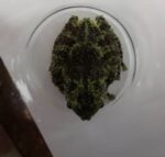 Vietnamese Mossy Frog For Sale