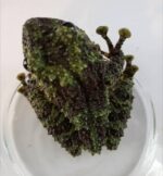 Vietnamese Mossy Frog For Sale