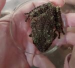 Vietnamese Mossy Frog For Sale