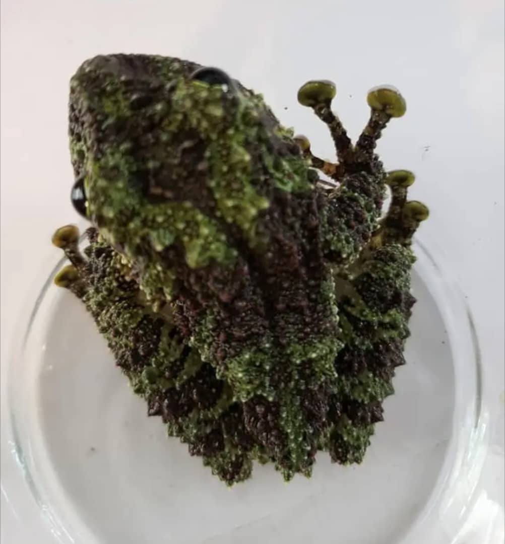 Vietnamese Mossy Frog For Sale