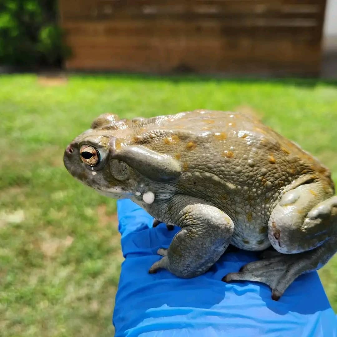Colorado River Toad For Sale