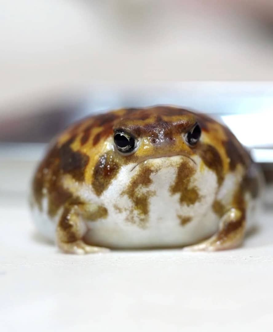 Common Rain Frog For Sale