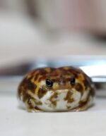 Common Rain Frog For Sale