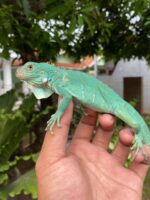 Blue Axanthic Iguana For Sale