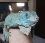 Blue Axanthic Iguana For Sale