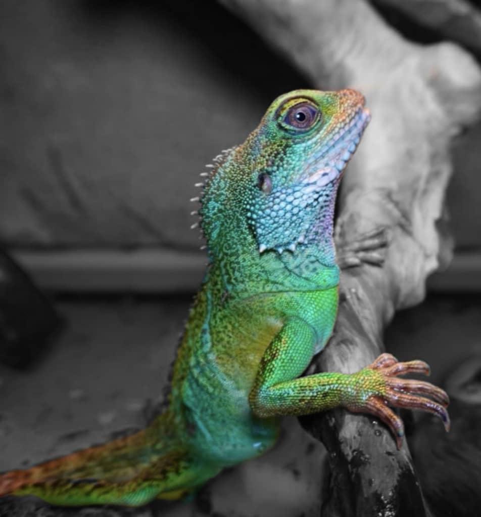 Chinese Water Dragon For Sale