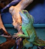 Chinese Water Dragon For Sale