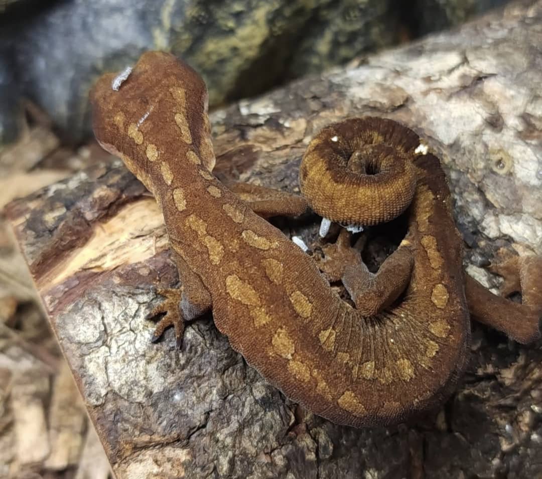 Cat Gecko For Sale (adult)