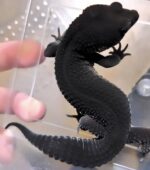Black Night Leopard Gecko for sale