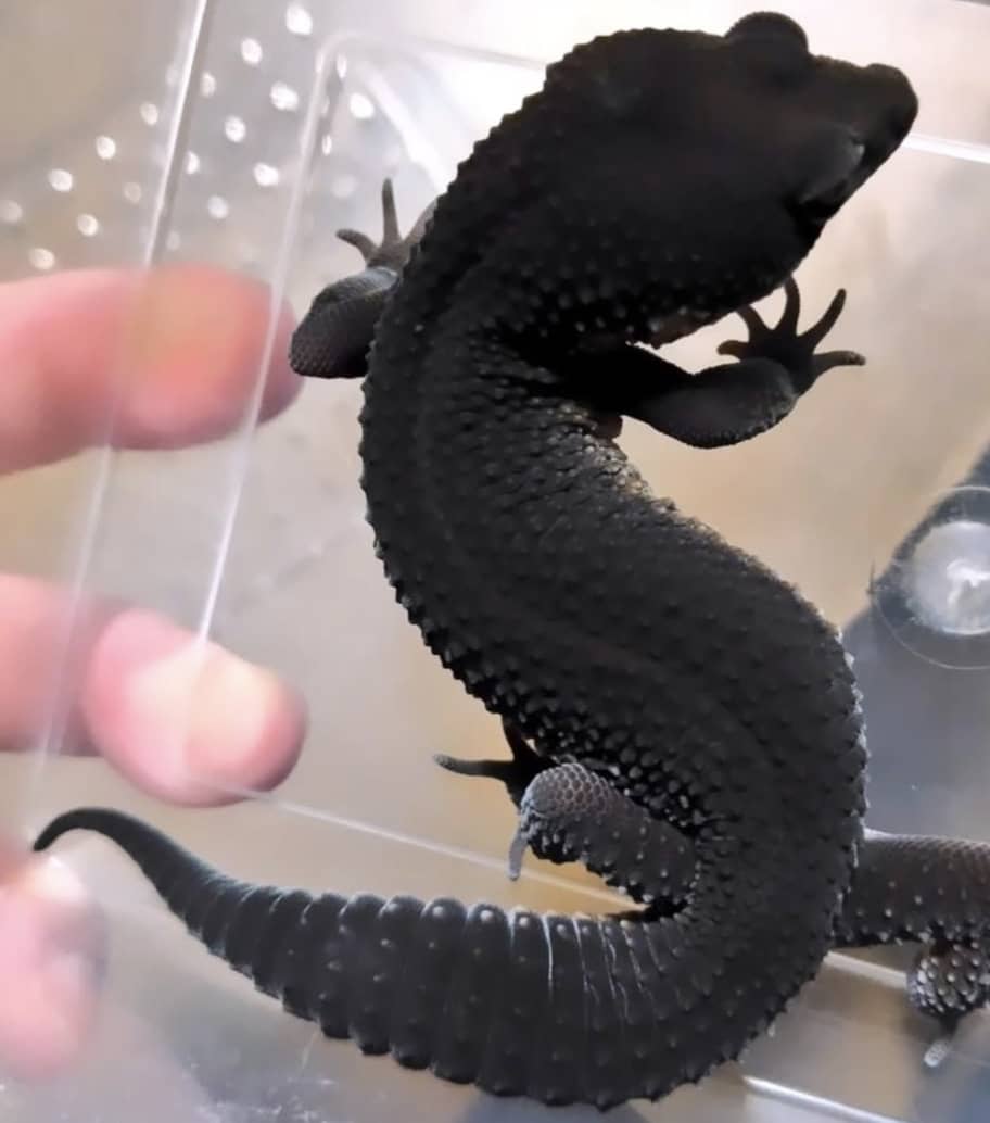 Black Night Leopard Gecko For Sale