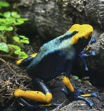 Dendrobates Tinctorius Peacock