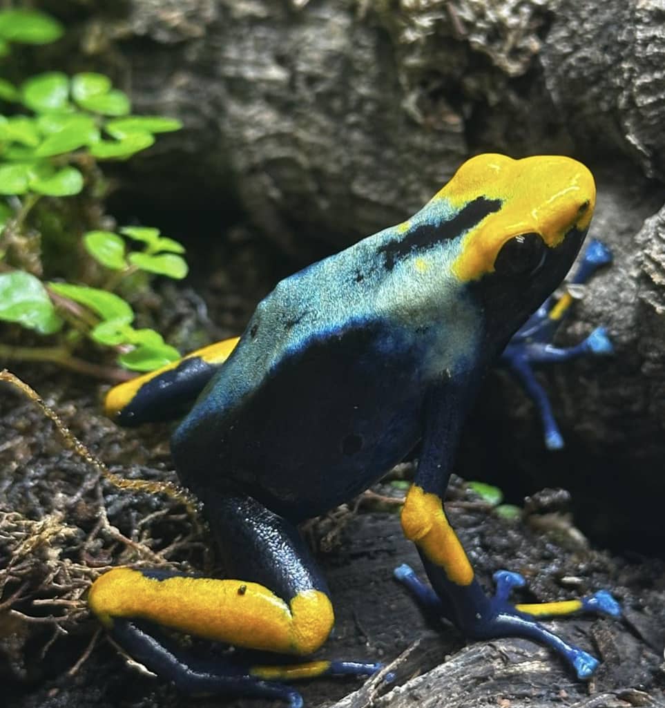 Dendrobates Tinctorius Peacock (adult)
