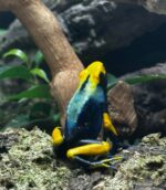 Dendrobates Tinctorius Peacock