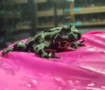 Fire Belly Toad for sale