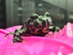 Fire Belly Toad for sale