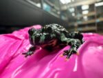Fire Belly Toad for sale