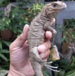 rhinoceros iguana for sale