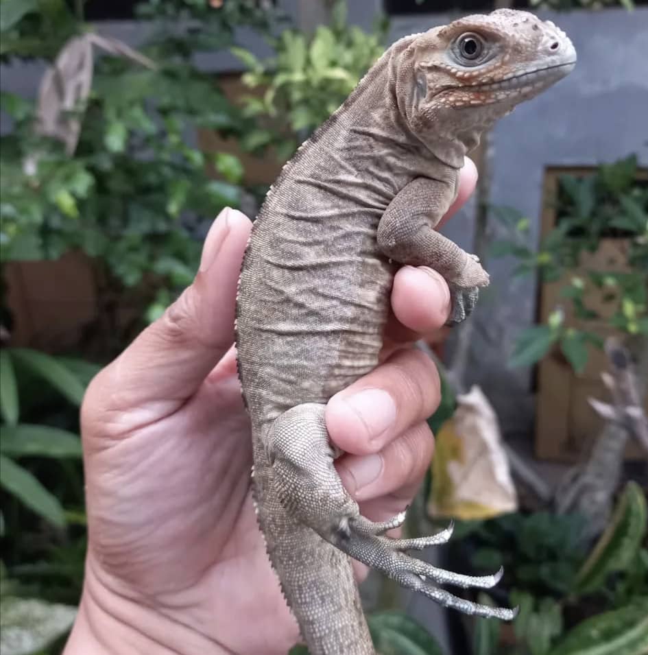 Rhinoceros Iguana For Sale (adult)