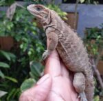 rhinoceros iguana for sale