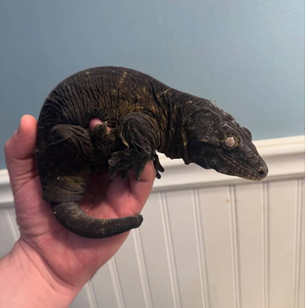 New Caledonian Giant Gecko For Sale