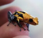 Ranitomeya Imitator Varadero For Sale