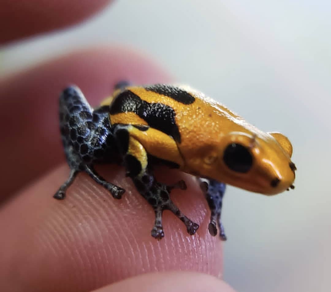 Ranitomeya Imitator Varadero For Sale