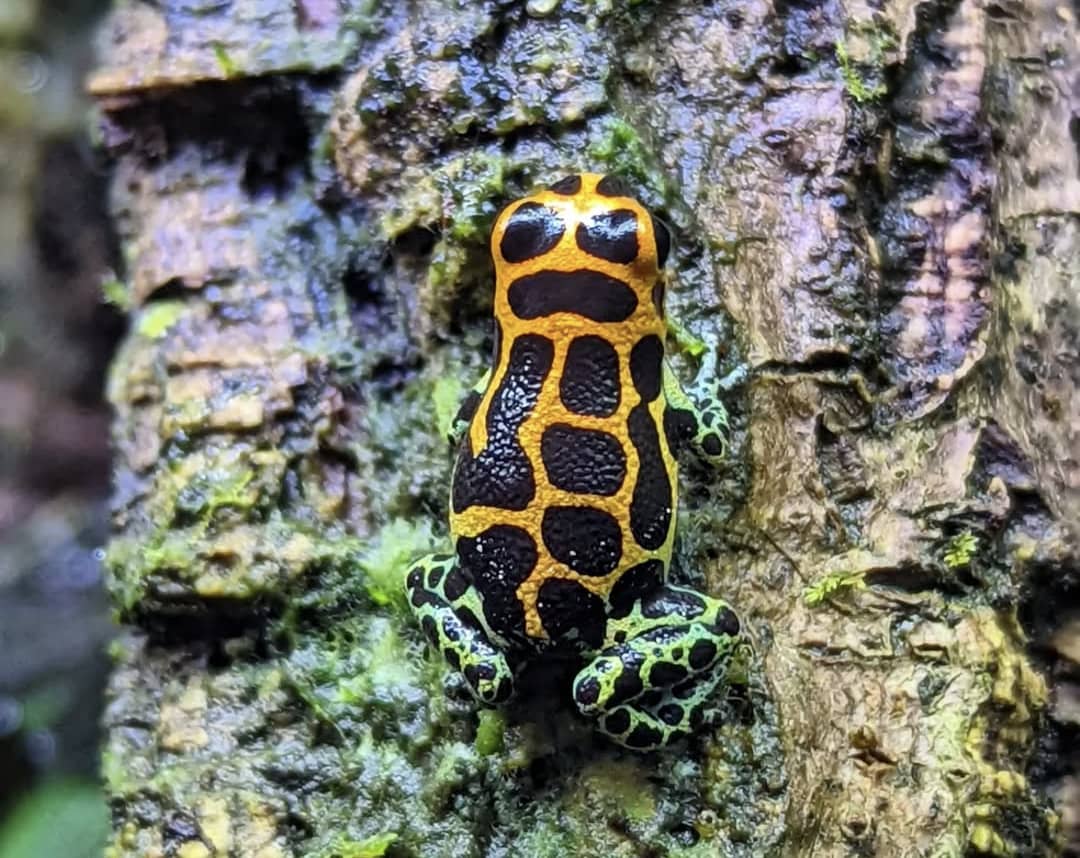 Ranitomeya Imitator Chazuta (adult)
