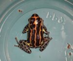 Ranitomeya Imitator Chazuta