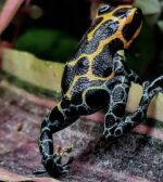 Ranitomeya Imitator Chazuta