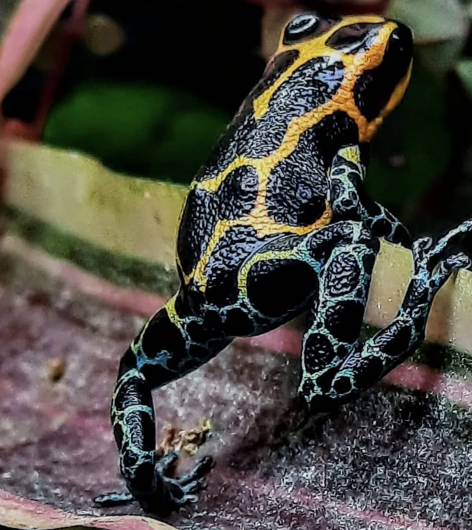 Ranitomeya Imitator Yumbatos (ADULT)