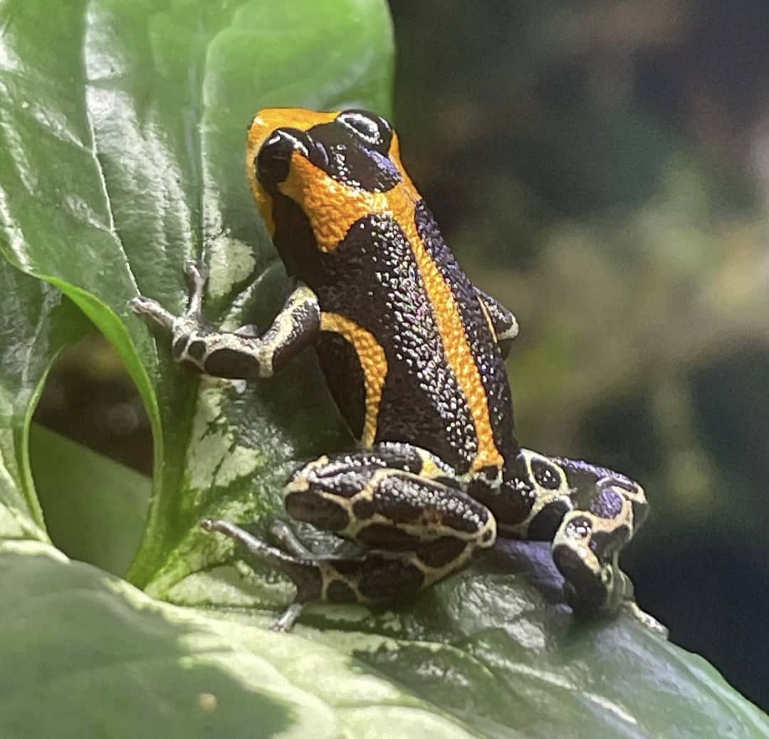 Ranitomeya Imitator Intermedius (adult)