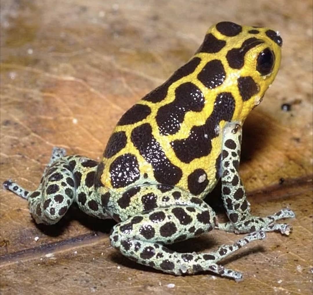 Ranitomeya Imitator Tarapoto (ADULT)
