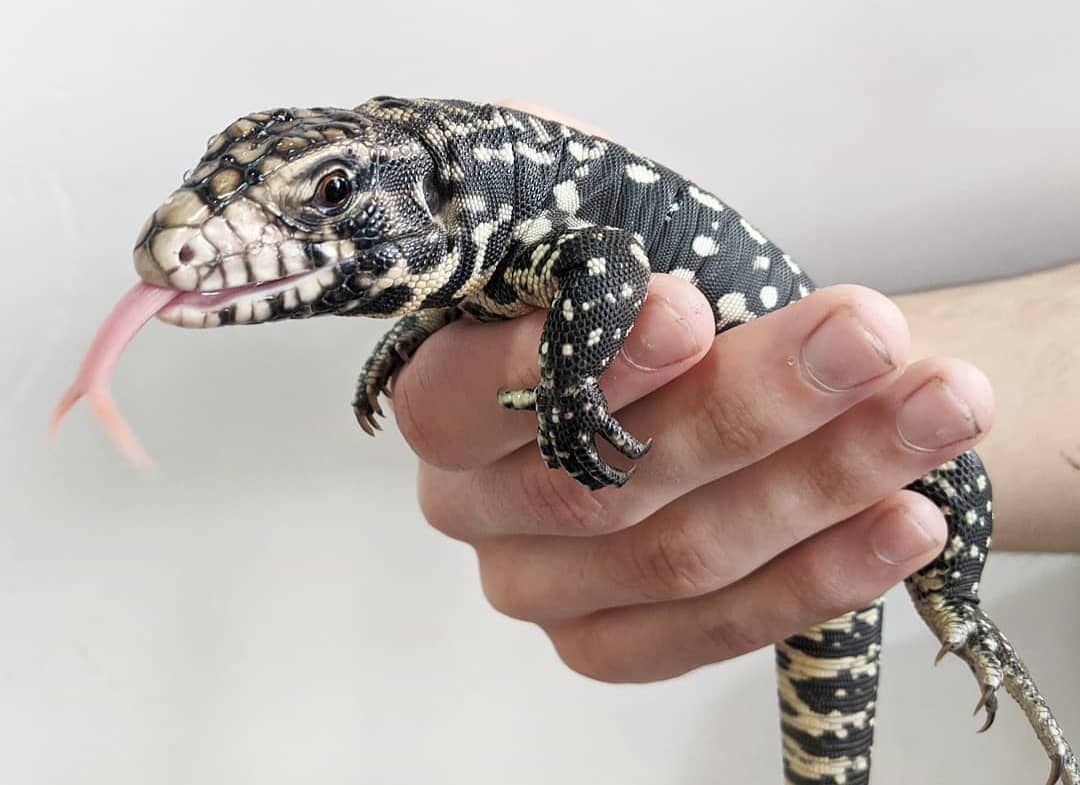 Argentine Black and White Tegu For Sale