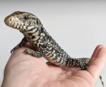 Argentine Black and White Tegu For Sale