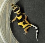 Bold Bandit Leopard Gecko For Sale