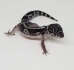 Bold Stripe Mack Snow Leopard Gecko For Sale