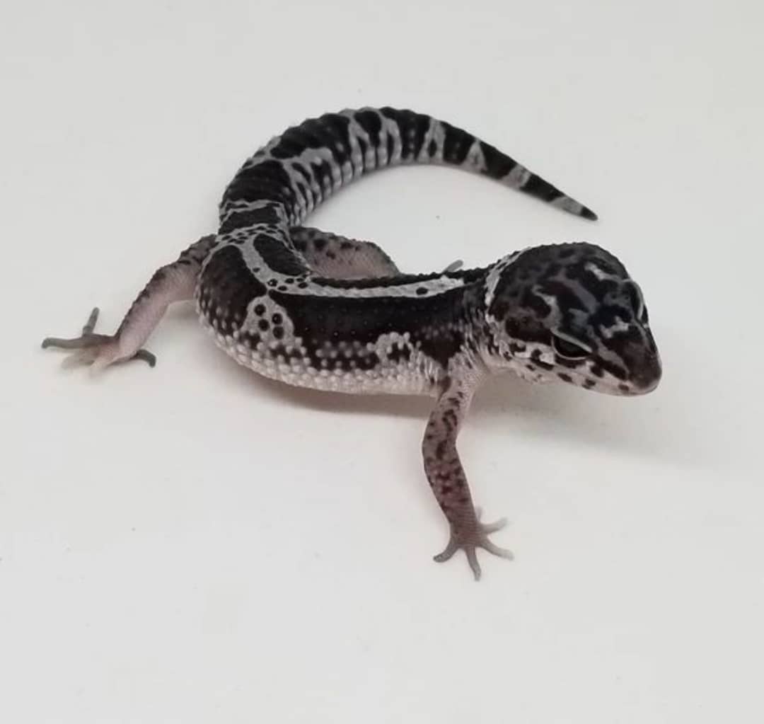 Bold Stripe Mack Snow Leopard Gecko For Sale (ADULT)