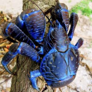 Coconut crab for sale