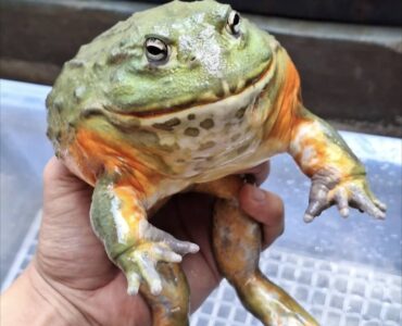 african bullfrog for sale