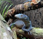Blue Spotted Tree Monitor Lizard