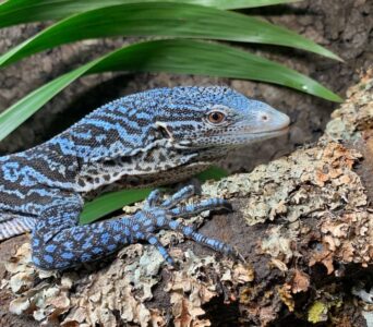 Blue Spotted Tree Monitor Lizard